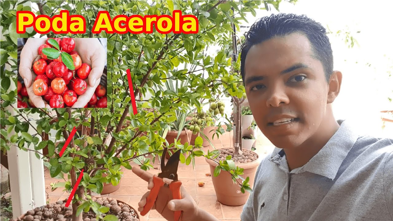 Como podar acerola da forma correta (frutificação, beleza e controle de pragas)