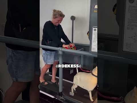 Ez a gép leleplezi a kutyatulajdonosokat 😳❤️