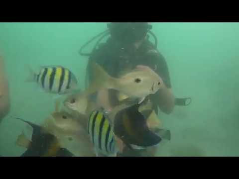 Scuba Dive - Dubai Jumeirah Beach