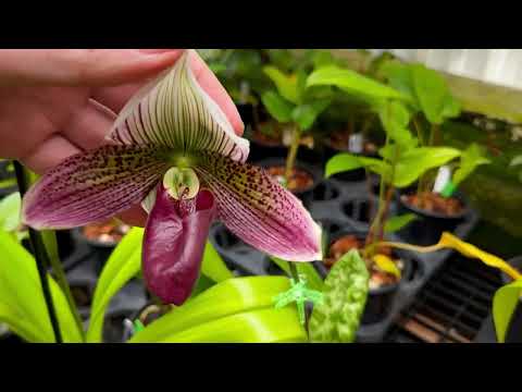 Emerald City Orchids: ‘Lady Slipper’ Care Guide Paphiopedilum & Phragmipedium