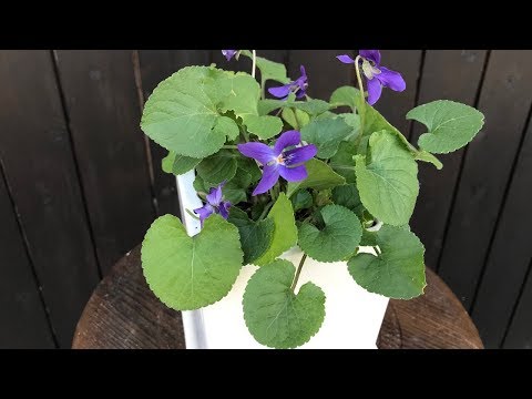 香りのよいスミレ 植物