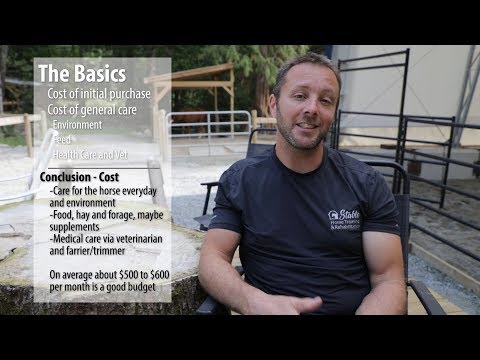 image-Can you own a Zorse?