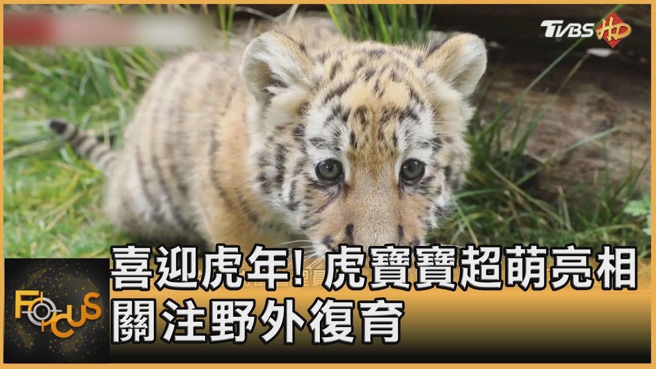 喜迎虎年!虎寶寶超萌亮相 關注野外復育