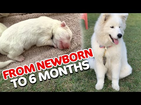 A Samoyed Puppy Journey From Newborn to 6 Months