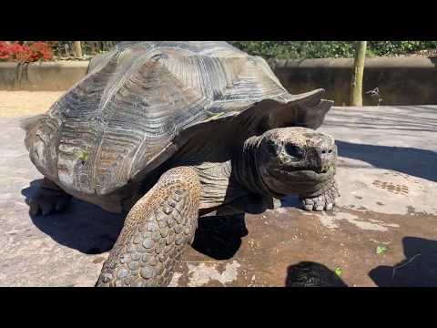 Home Safari - Galapagos Tortoise - Cincinnati Zoo