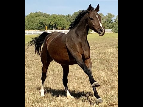 2016 Holsteiner Mare - Inkka