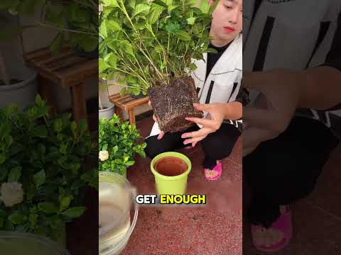 How to Keep Gardenia Buds Healthy and Your Yard Fragrant