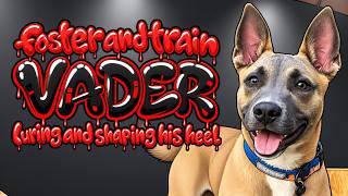 From Shelter Puppy to Future Superstar! 🐕