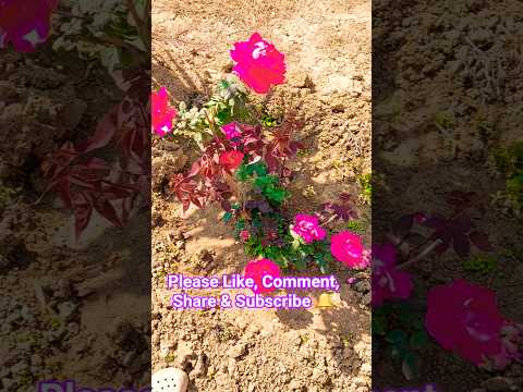 Beautiful Flowers Status #nature #viral #flowers #youtubeshorts #shorts #trending #rose #garden #yt