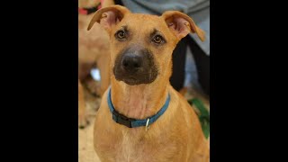 Video preview image #1 Mutt Puppy For Sale in Enfield, CT, USA