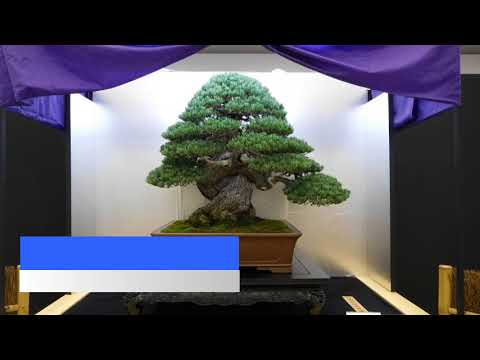 2018 Q1 Bonsai and Stone Appreciation Trailer