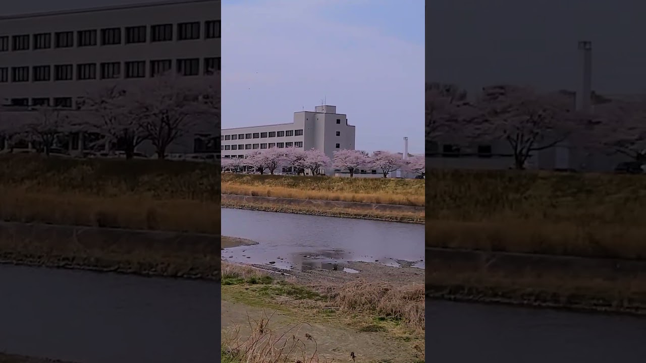 七北田川 桜満開 (2023) #Shorts