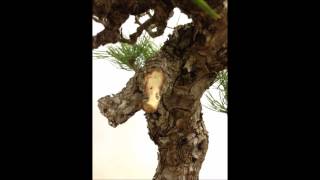 Realizzazione di un jin - Pinus nigra (prima parte)