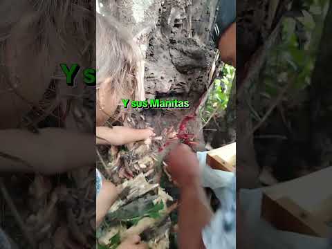 #ariysuschicuelos #FamiliaBeeekeeper en modo agropecuario regios. Monterrey Casanare Colombia