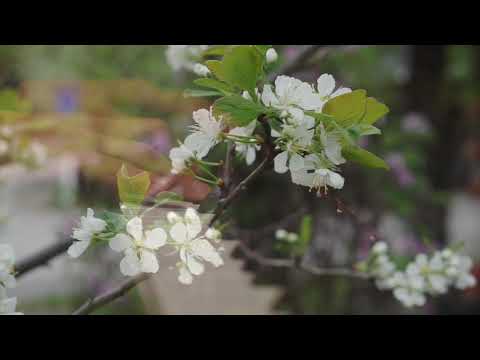 Jag är en gäst och främling