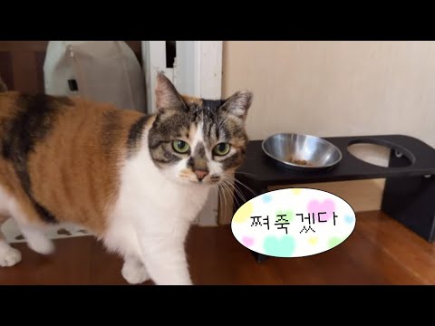 털옷 입고 여름 보내는 고양이의 삶.. 진짜 빡쎔