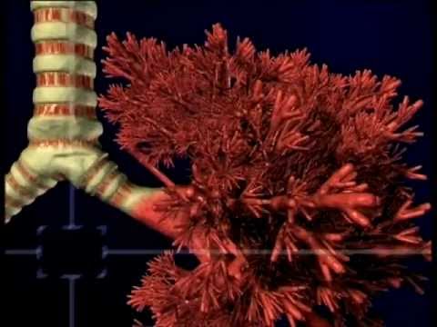 Das Wunder der Lunge