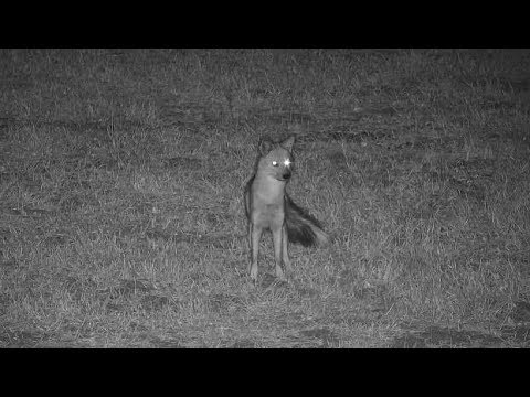 Djuma: Side-striped Jackal - 20:53 - 07/11/19