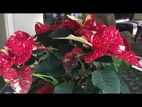 O come, all ye faithful