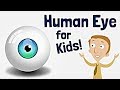The Human Eye for Kids