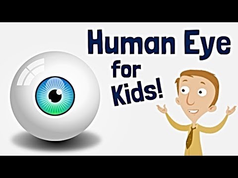 The Human Eye for Kids