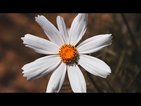 best White Rose White daisy flower field in the meadow |