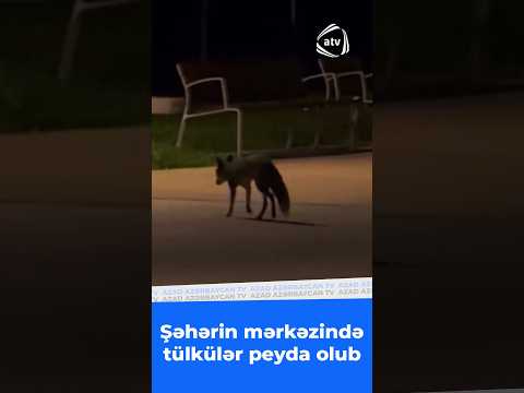 Şəhərin mərkəzində tülkülər peyda olub