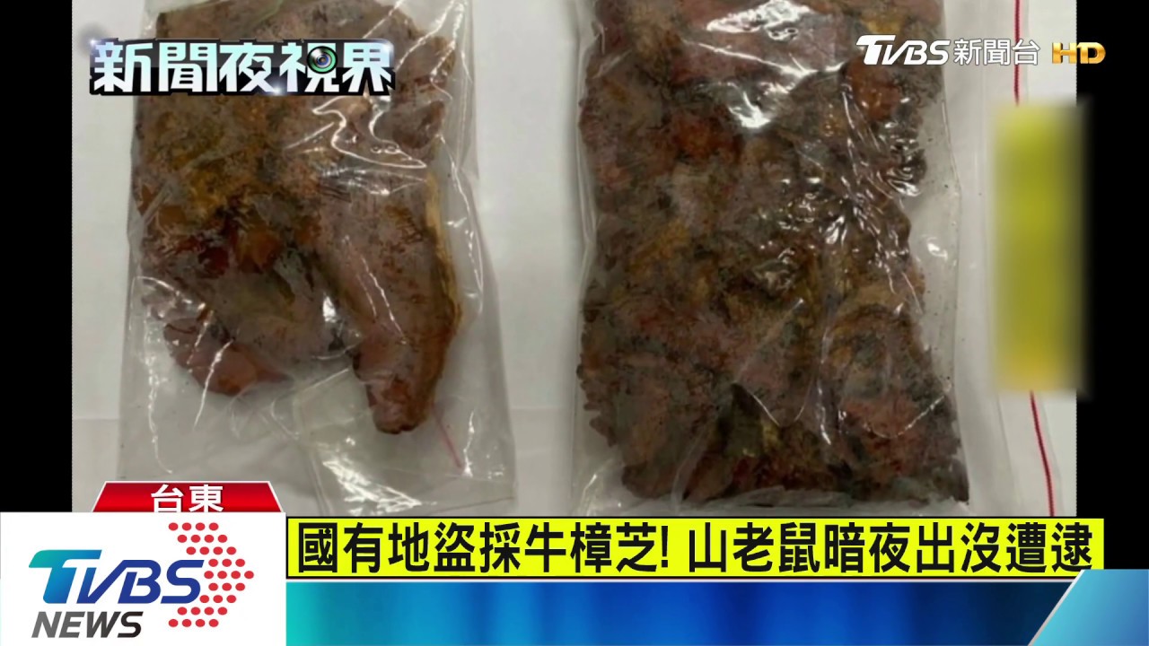 這是啥?安全帽藏牛樟芝 違規遭攔露餡