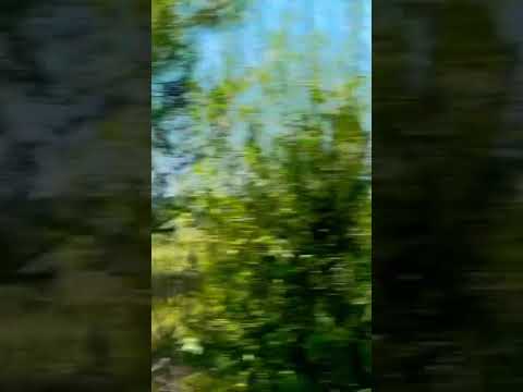 Estamos yendo a una velocidad excelente con el tren Pata de Perro hacia #zarate #shorts #buenosaires