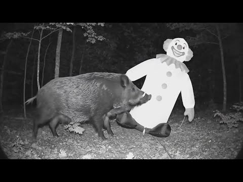 Yukon Trail Camera: Reactions to Objects Wild Boar in Its Den and Grizzly Territory