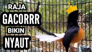 Download lagu Main GANAS Bikin NYAUT | 100% pancing emosi murai anda dijamin langsung GACOR mp3 Download lagu Main GANAS Bikin NYAUT | 100% pancing emosi murai anda dijamin langsung GACOR mp3