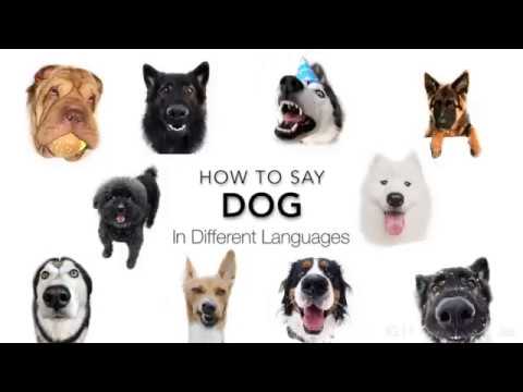 download lagu mp3 mp4 How Do You Say Dog In Hawaiian, download lagu How Do You Say Dog In Hawaiian gratis, unduh video klip How Do You Say Dog In Hawaiian