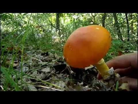 Amanita caesarea - BLAGVA