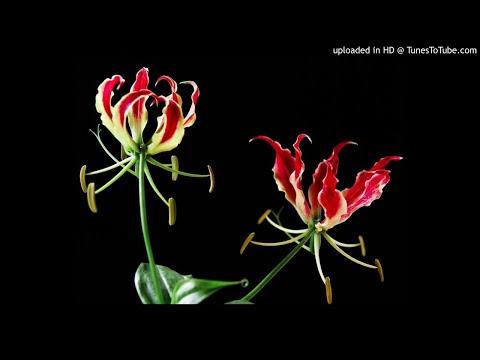 Oh Thendrale Oru Pattu Paadu - Sandhana kaatru