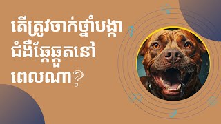 តើត្រូវចាក់ថ្នាំបង្កាជំងឺឆ្កែឆ្កួតនៅពេលណា? | ចំនេះដឹងសុខភាព​​​ | Health Education
