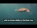 Turtles Masters Of Patience And Longevity