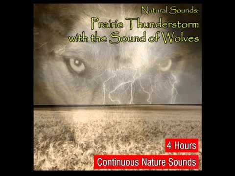 Prairie Thunderstorm and Rains with the Natural Sound of Wolves