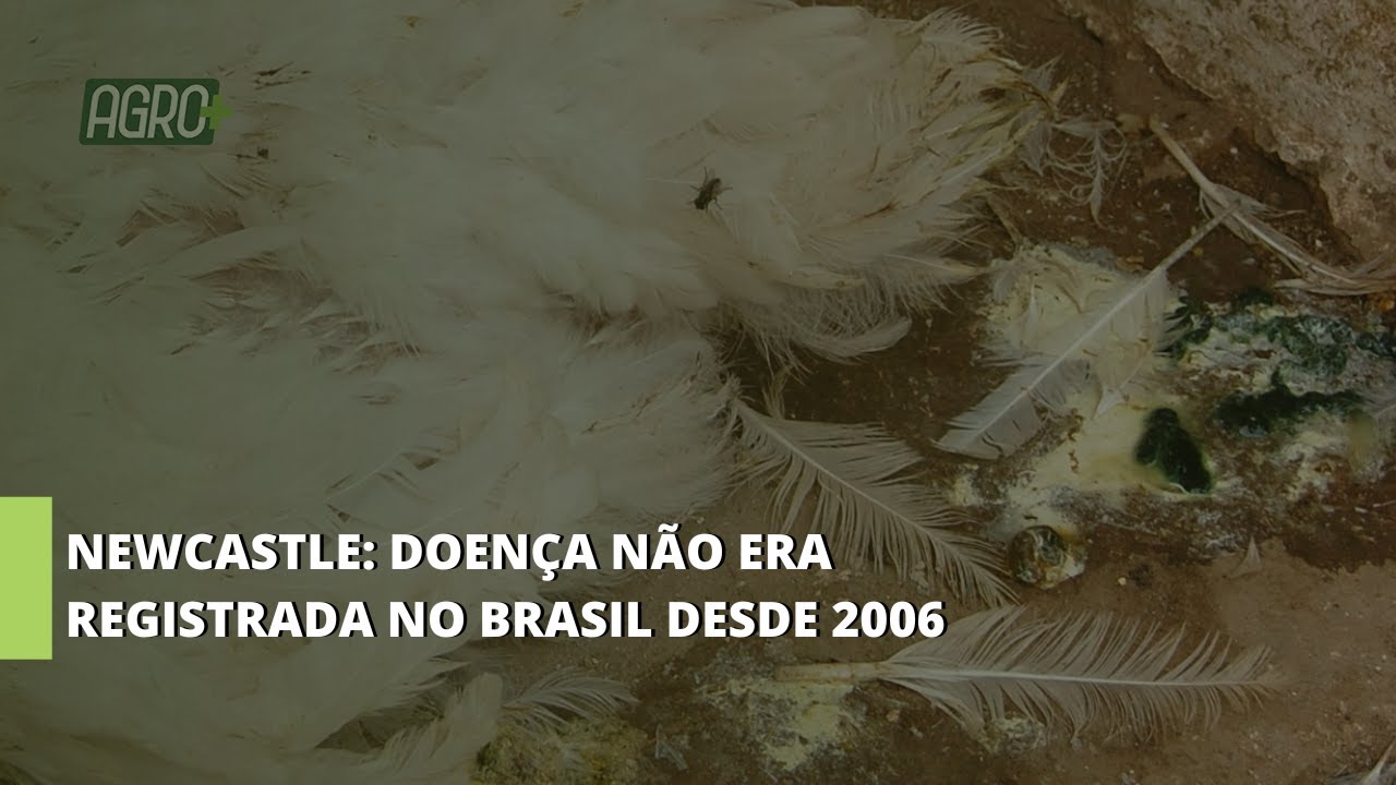 Newcastle: Alerta aos Produtores e Avicultura