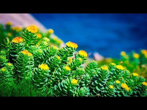 SIBIRSKO ČUDO SPREČAVA RAK I DEPRESIJU, JAČA IMUNITET, FIZIČKU IZDRŽLJIVOST! Prof. dr Mihajlović