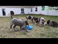 German Shorthaired Pointer dogs for sale: Liberty - Video 1