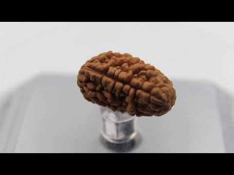 Natural 8 Mukhi Rudraksha with IGL Certified Nepali Rudraksha