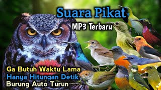 Download lagu Suara Pikat Burung Kecil Yang Susah Turun Dijamin Paling Ampuh ‼️Anti Gagal Anti Boncos. mp3