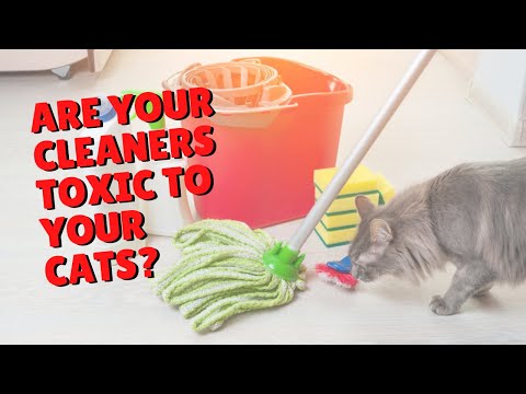 Household Cleaners That Are Toxic To Cats | Two Crazy Cat Ladies