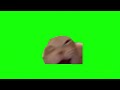 CAT LAUGHING MEME GREEN SCREEN FREE NO COPYRIGHT