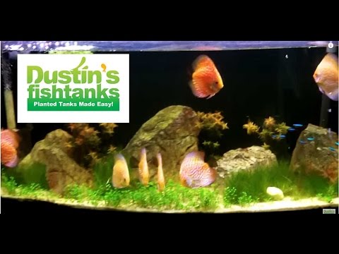 How to breed Discus fish: Fry in Steve's tank