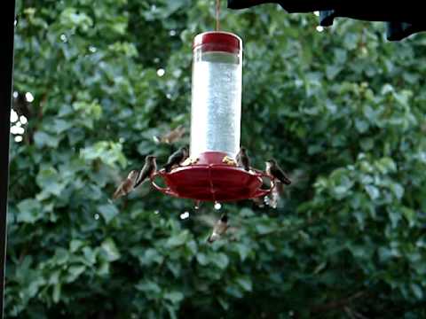 Hummingbirds at the feeder in morning