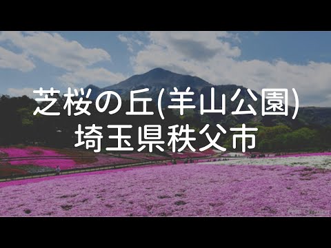 秩父の芝桜名所「芝桜の丘(羊山公園)」芝桜まつり - Fun! Chichibu(ファンチチブ)