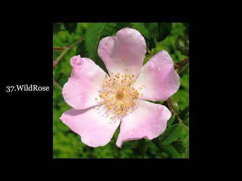 Möge Heilung geschehen - Originalversion mit BachBlüten-Bildern aus dem Lied der Erde