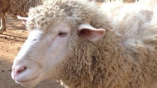 sheep ヒツジ 羊