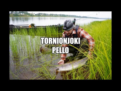 Kalastus. Lohensoutua Tornionjoella.